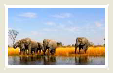 Botswana elephants